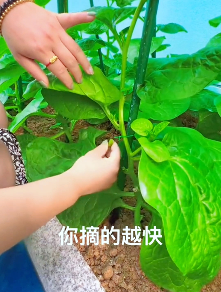 木耳菜枝蔓繁多叶片宽厚!生吃滑嫩,教你1小技巧它吃都吃不完!