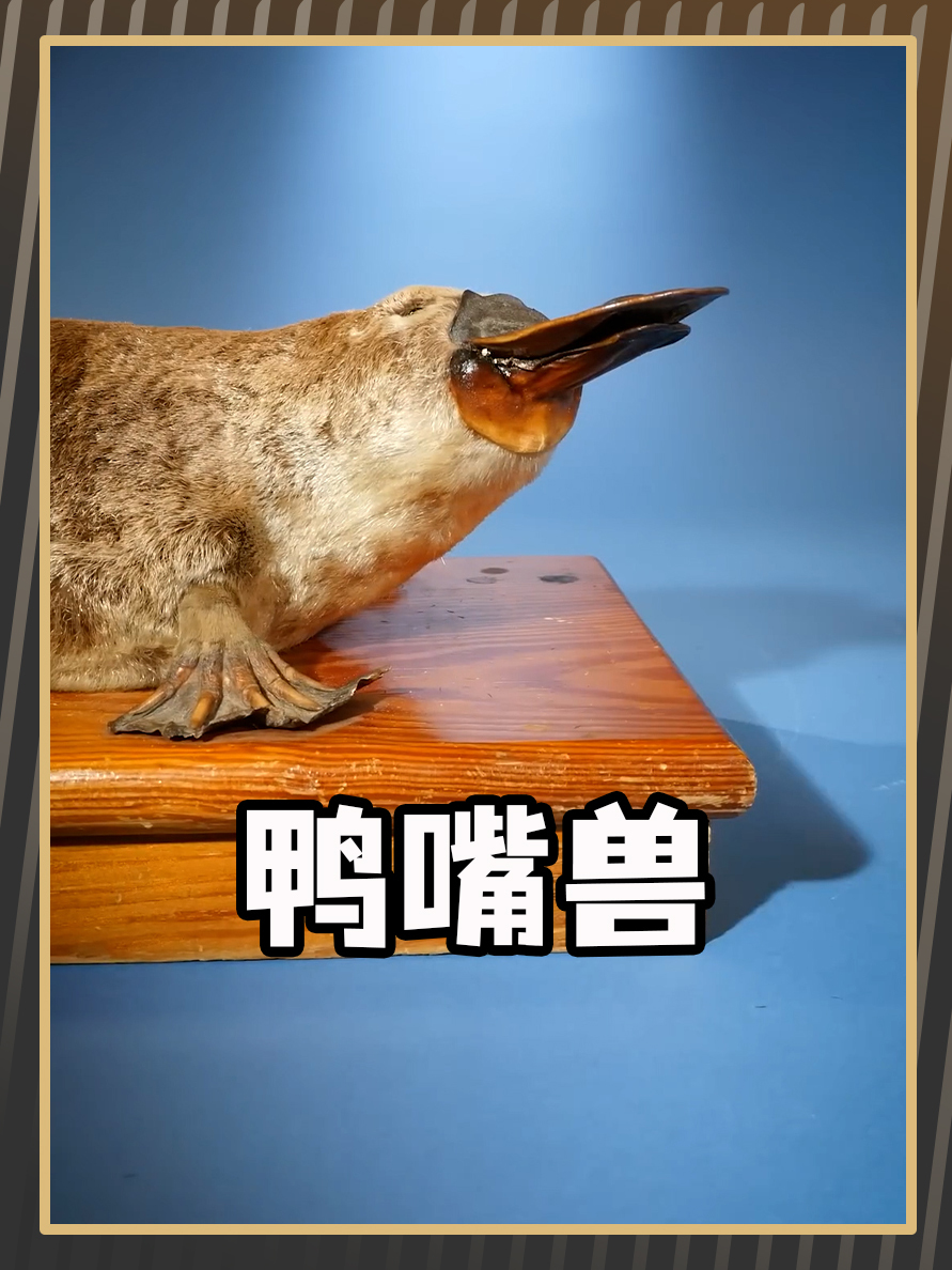 鸭嘴兽为什么长得如此奇怪?