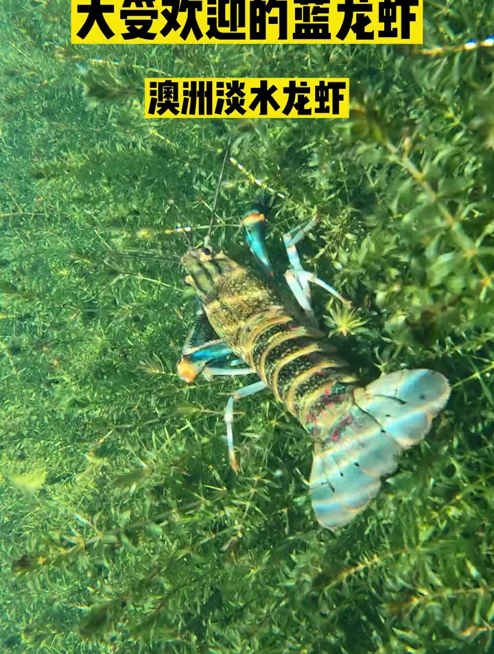 一虾难求的蓝龙虾,你想试试吗?