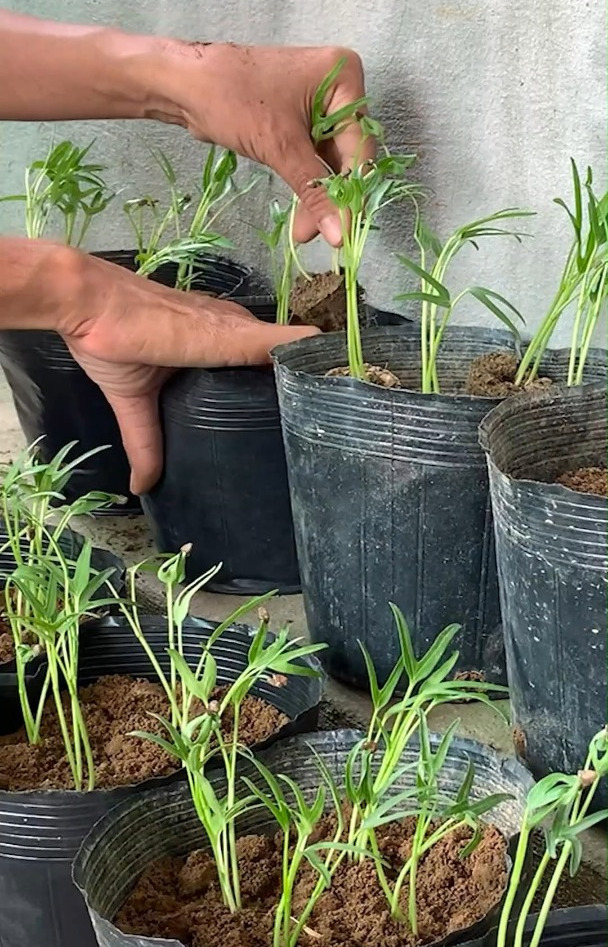 如何在家盆栽空心菜,简单几步教会你