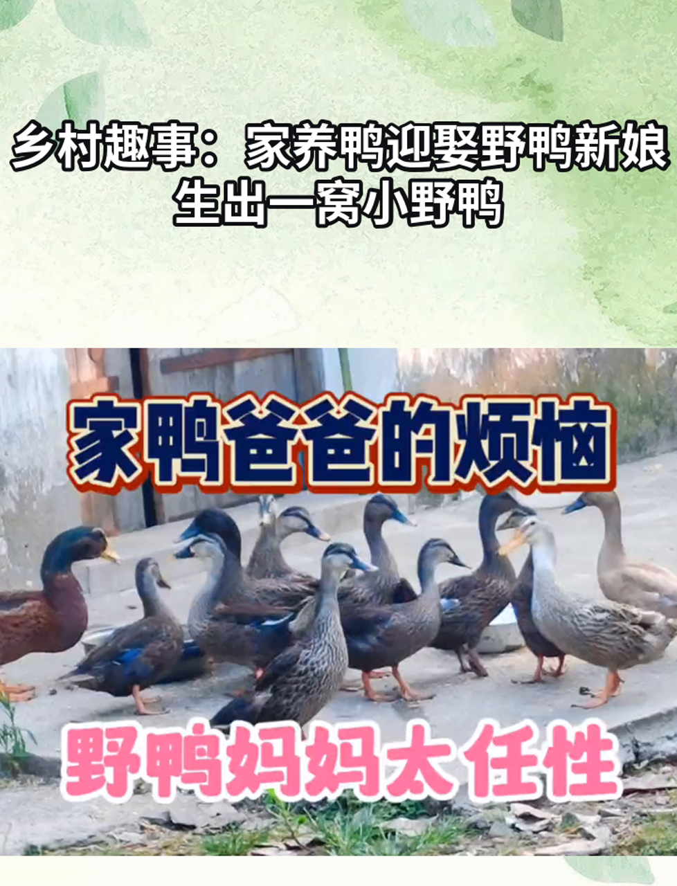 乡村趣事:家养鸭迎娶野鸭新娘,生出一窝小野鸭