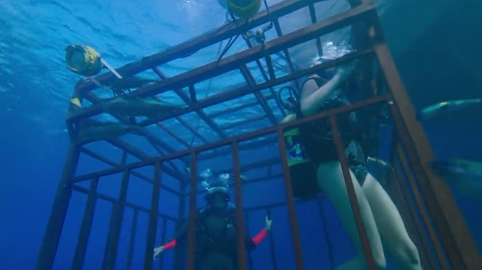 女孩在观看鲨鱼时,缆绳突然松动,当她反应过来时为时已晚