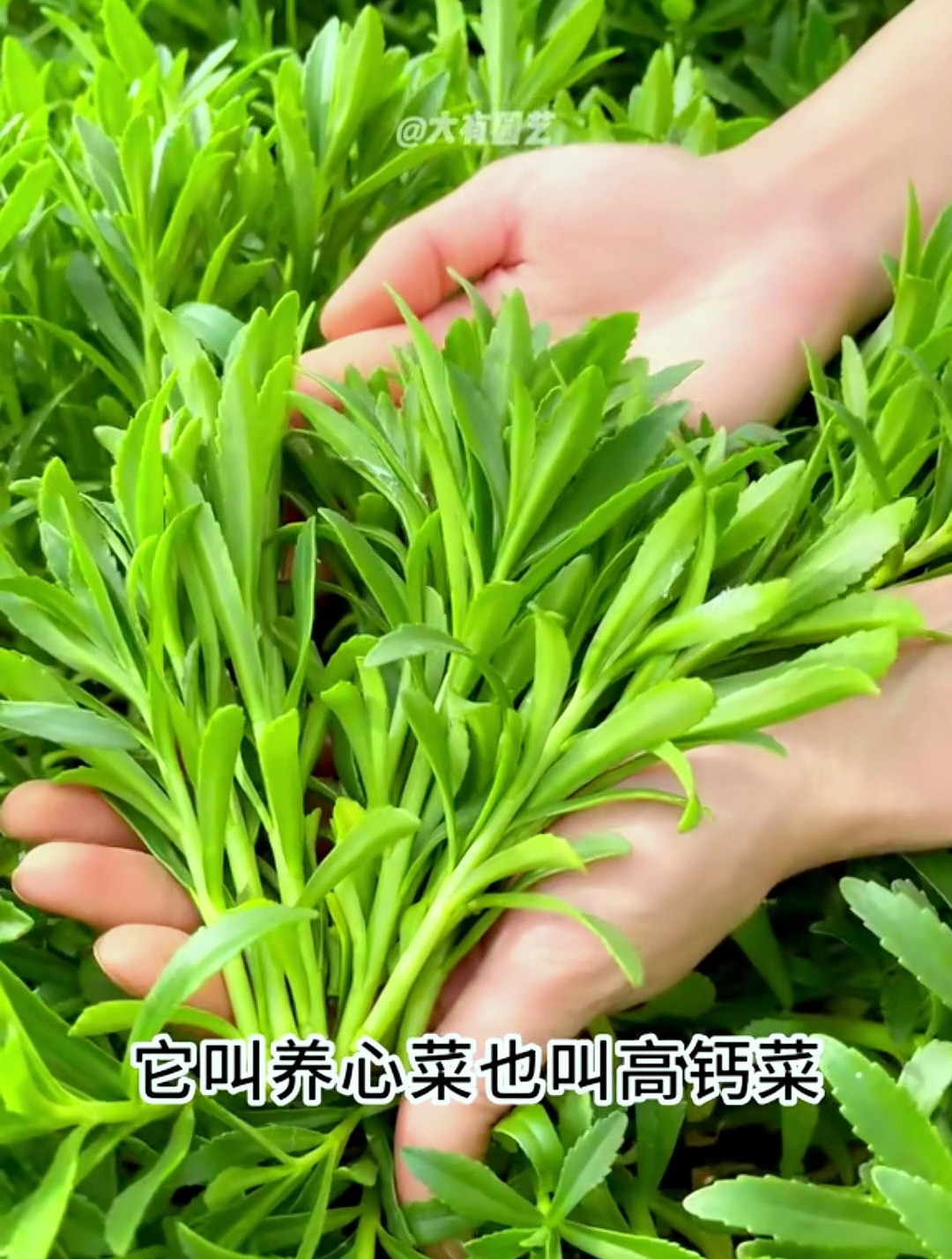 养心菜多钙营养丰富的蔬菜,阳台种植一种就活,快给你孩子安排上