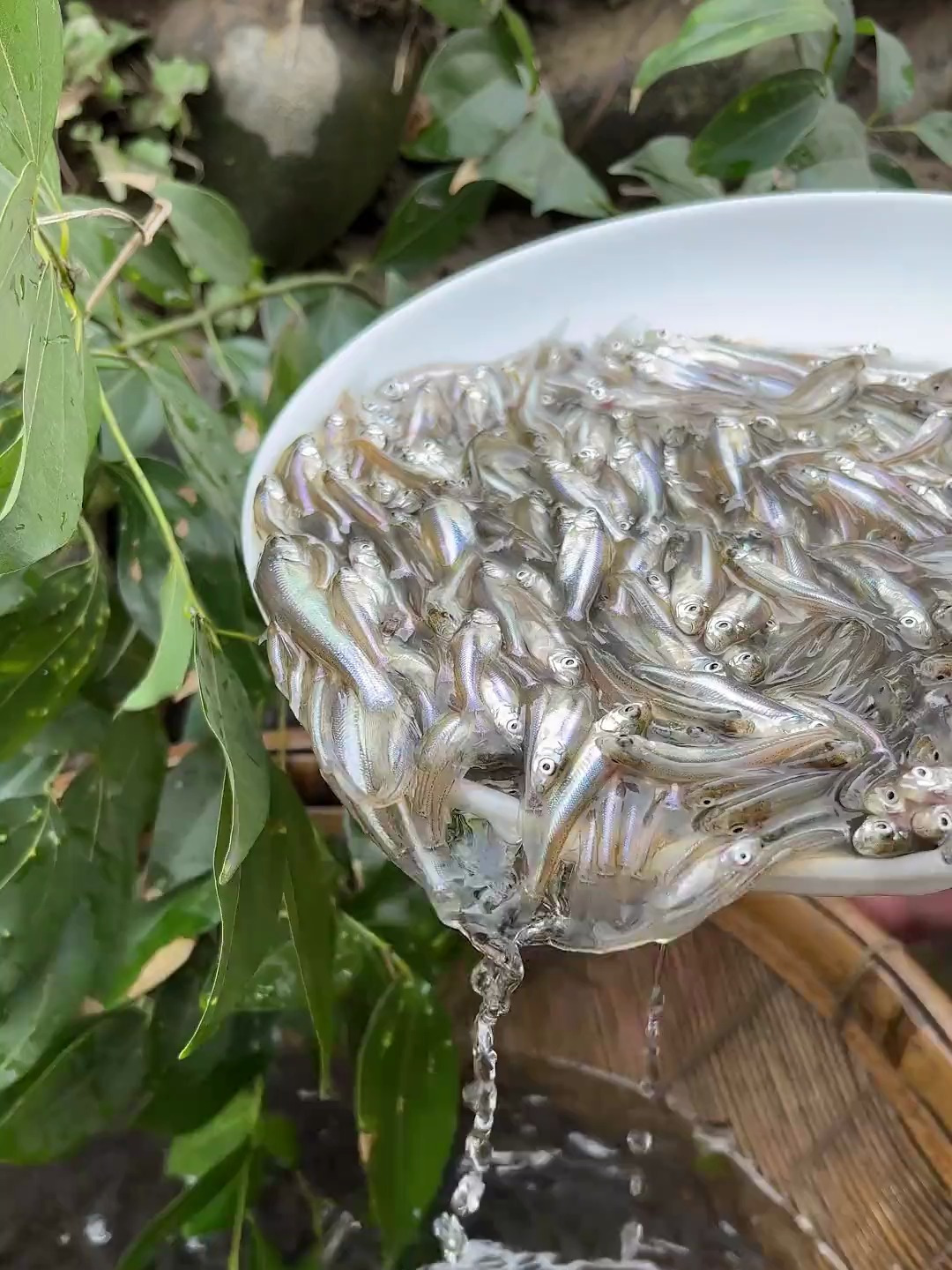 这不是长不大的青稍,这是翘嘴红鲌,属于最常见的掠食性鱼类