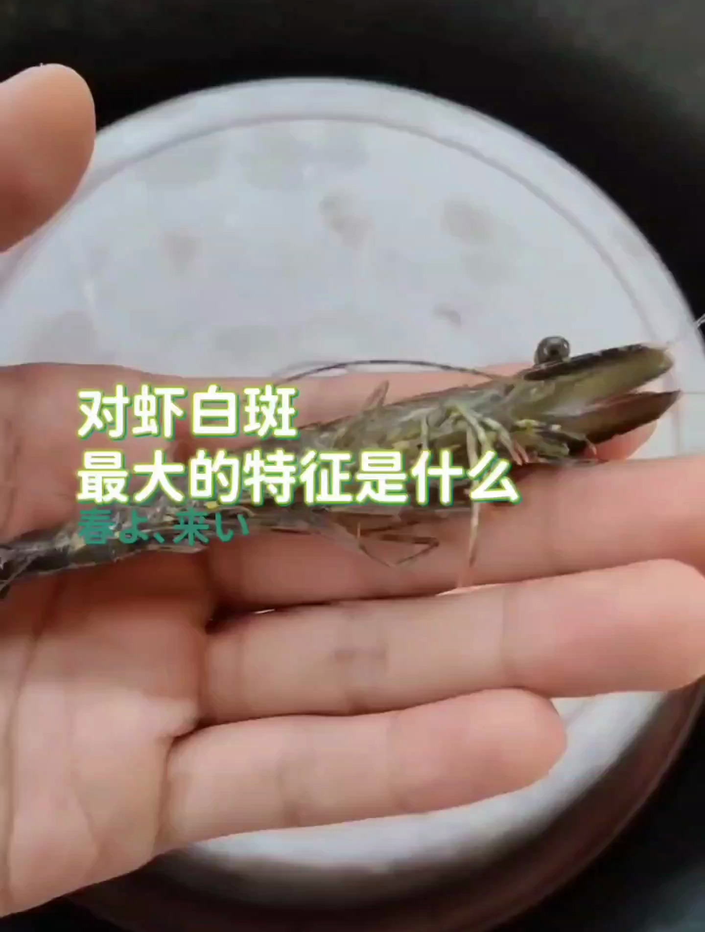 一只感染白斑的斑节对虾,其症状是什么?今天就跟你揭露