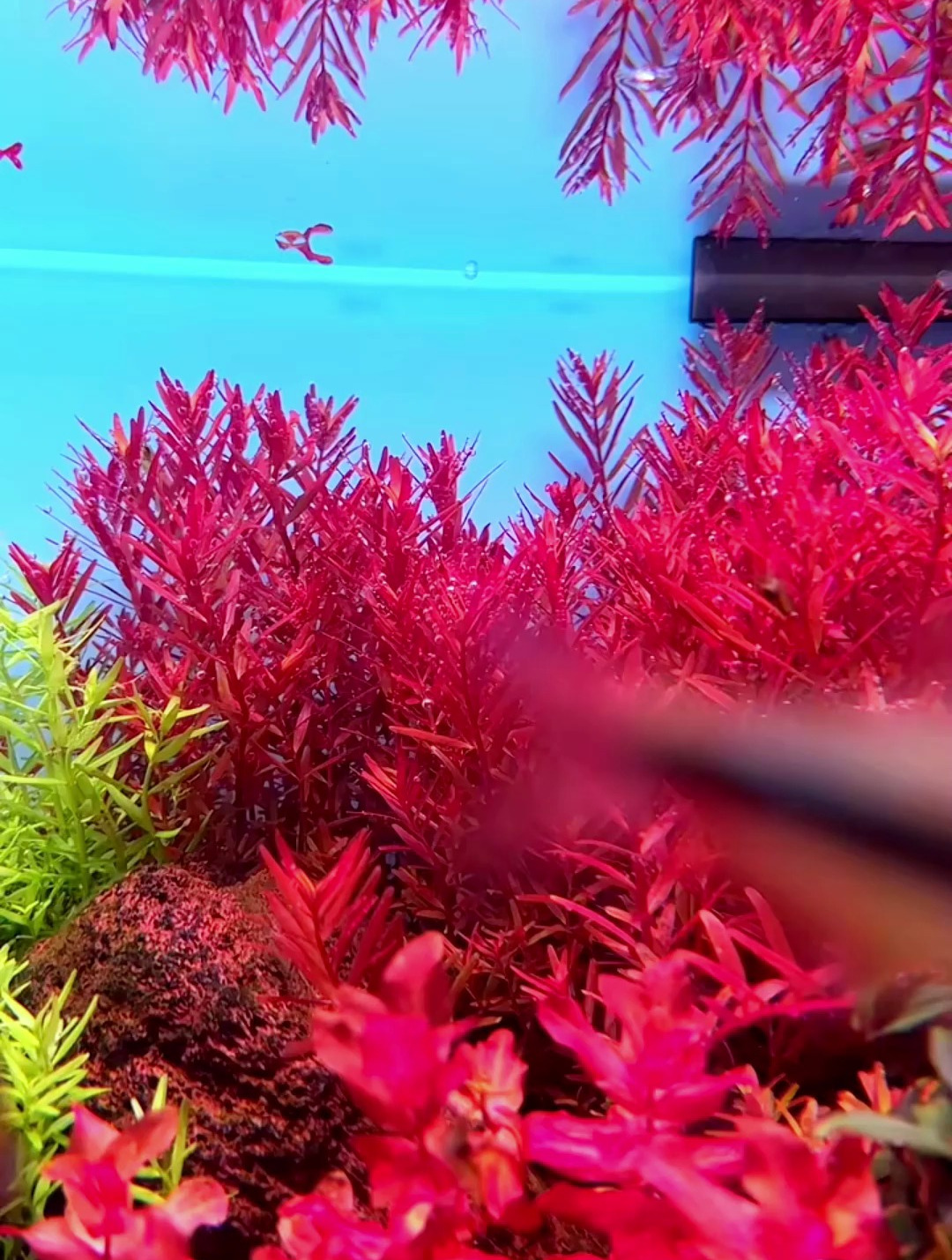 如何养好水草?养草达人亲传,水草需要施肥!