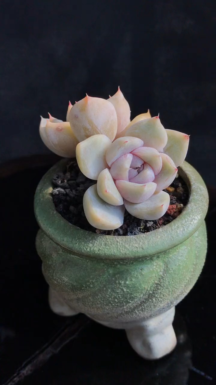 多肉植物多肉控 雪兔