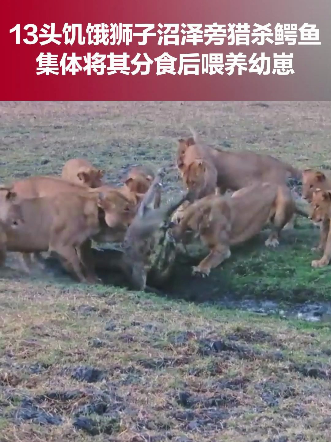 罕见一幕!13头饥饿狮子沼泽旁猎杀鳄鱼,集体将其分食后喂养幼崽