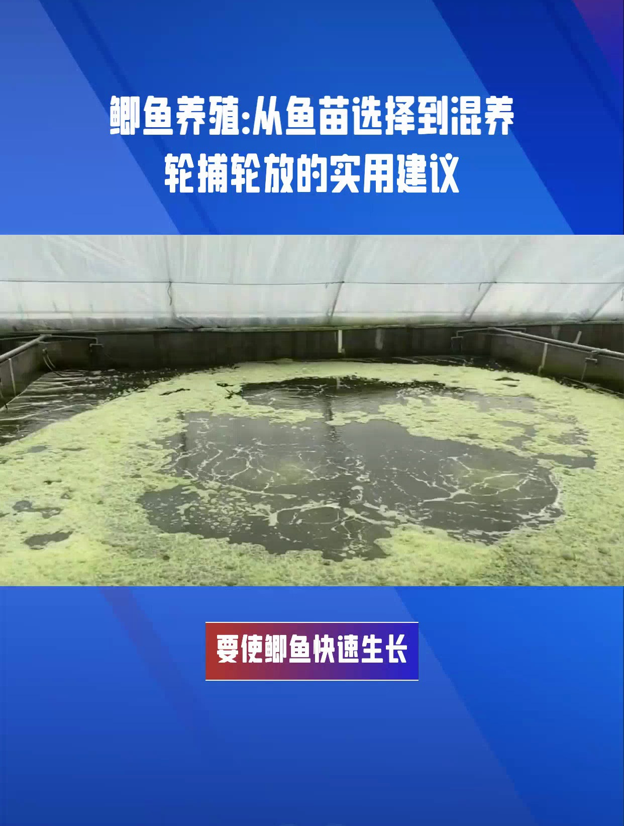 鲫鱼养殖长得快,从饲料选择到养殖环境,让你养出肥美鲫鱼!