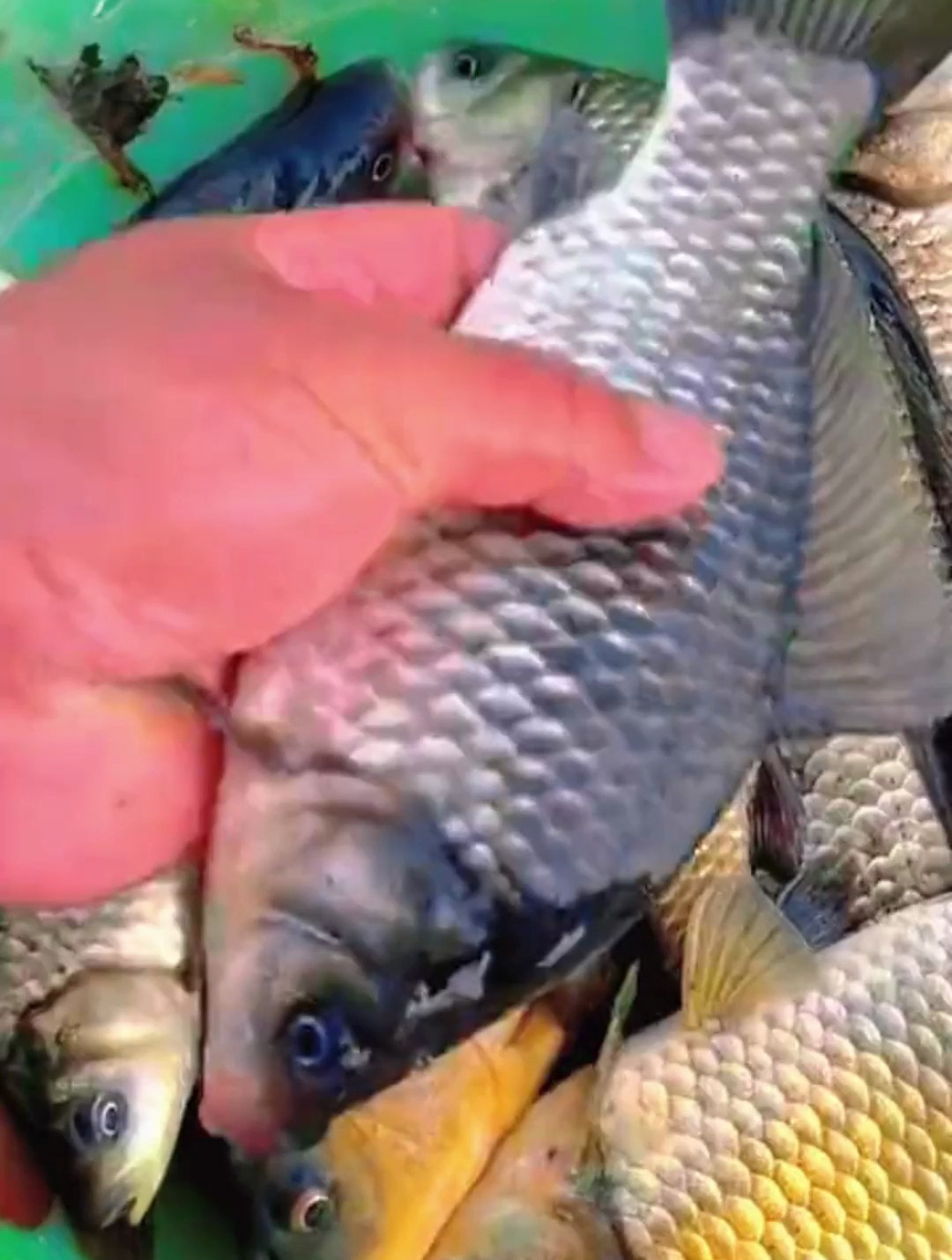 主攻鲫鱼鲤鱼草鱼鳊鱼鲮鱼鲴鱼等鱼种?多种鱼类都能抗!