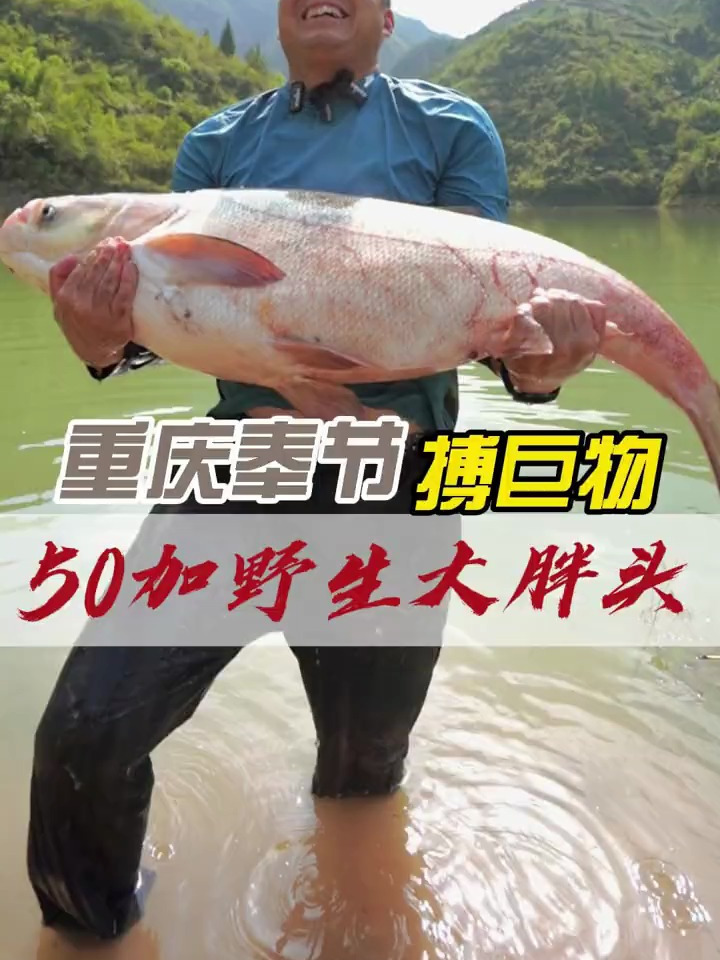 我们重庆长江支流的野生鲢鳙!目前60加的大胖头已破我的记录