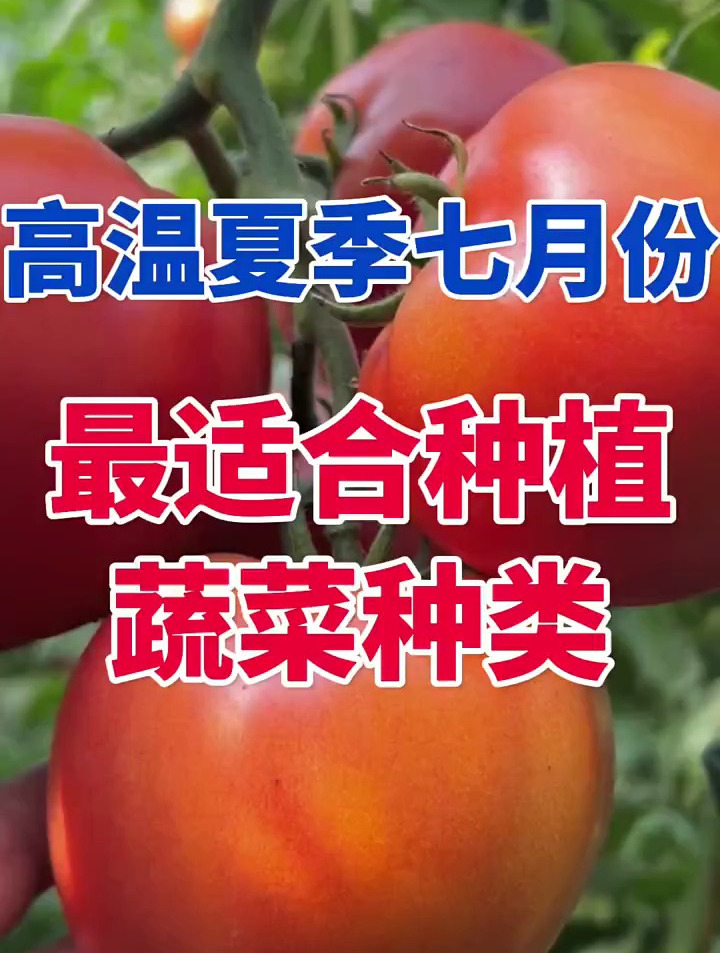 高温夏季七月,最适合种植蔬菜种类