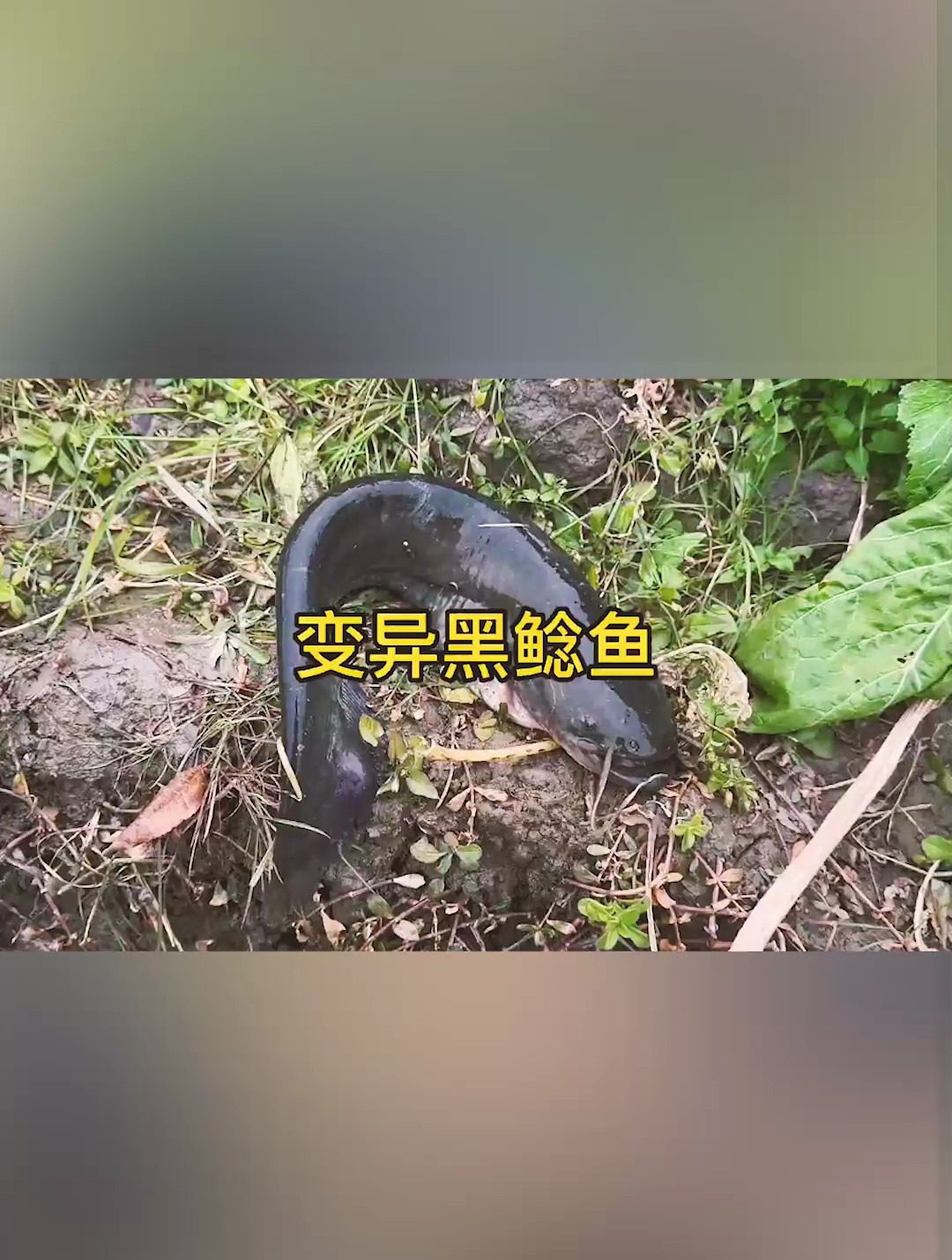 大家见过比手臂还大的黑鲶鱼吗?