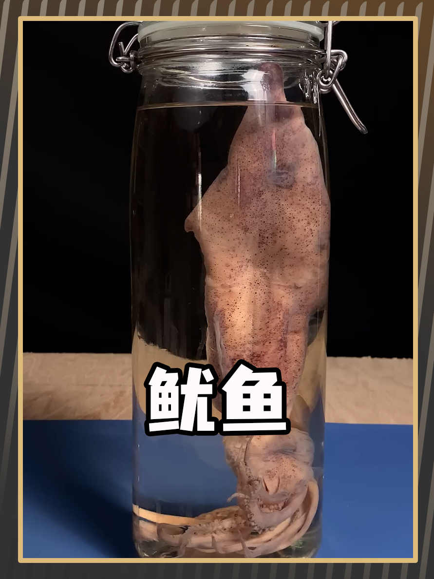 你不知道鱿鱼的秘密