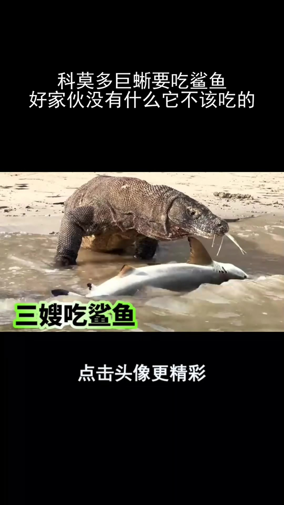 科莫多巨蜥要吃鲨鱼,好家伙没有什么它不该吃的