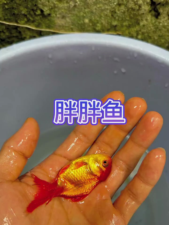 胖胖鱼可爱吗家人们
