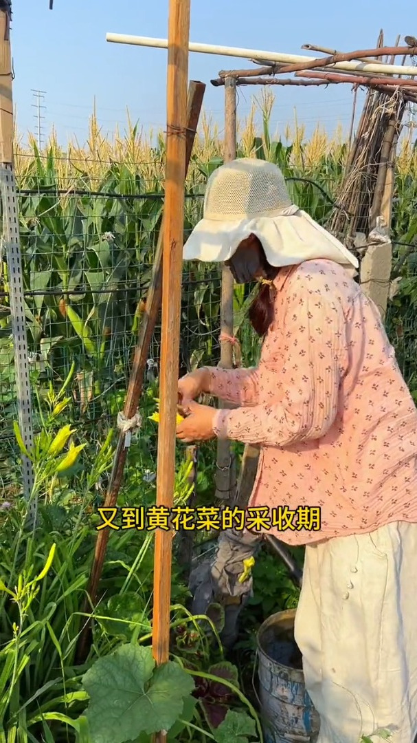 黄花菜多年生草本植物,栽种一次就可以多年采摘,不需要特别管理