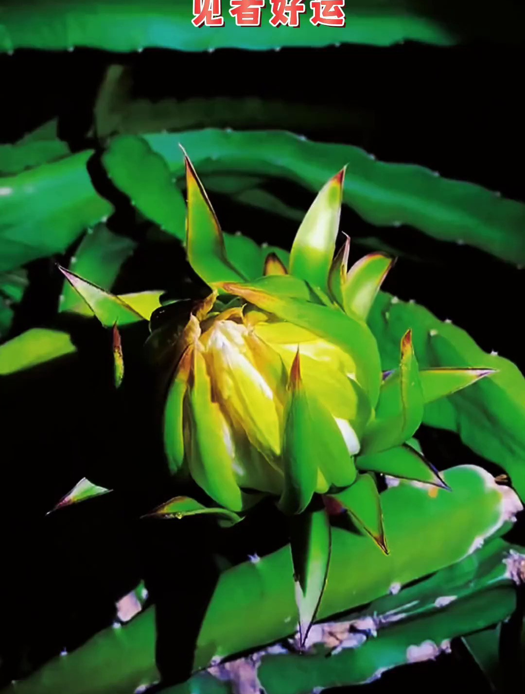 火龙果开花 寓意鸿运当头 一帆风顺