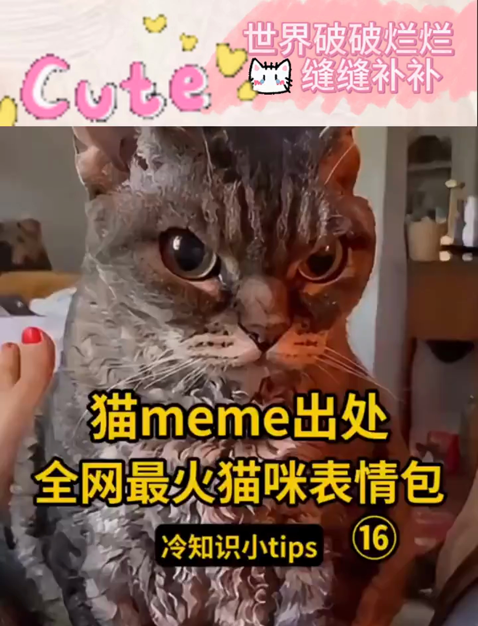 网上超火猫咪表情包大搜罗,都是从哪儿来的?