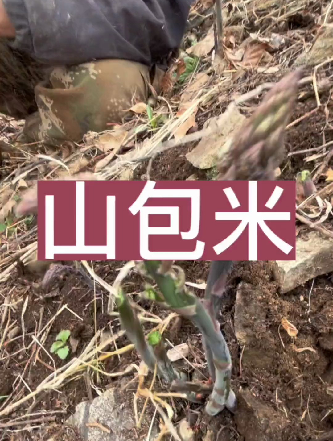 「农村户外」山包米 又到了吃野菜的季节了