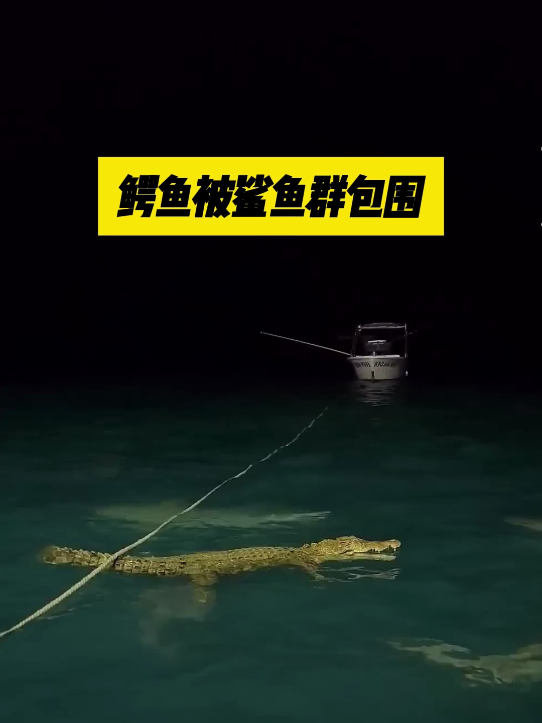 鳄鱼被鲨鱼群包围,双方大战太激烈,最后鳄鱼能逃出生天吗?