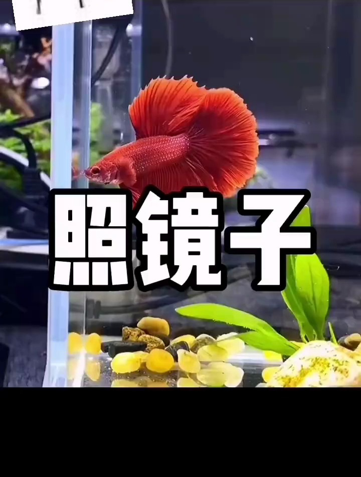 如果你家斗鱼没有活力怎么办?