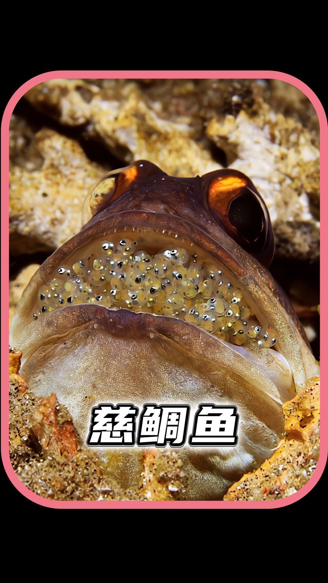 世界上最奇葩的鱼,把鱼宝宝全部含在嘴里