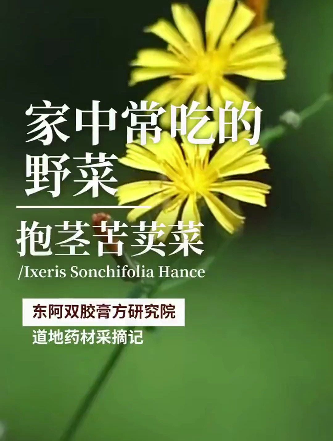 抱茎苦荬菜一听名字,可能很多人都不认识,但是其实啊它很常见