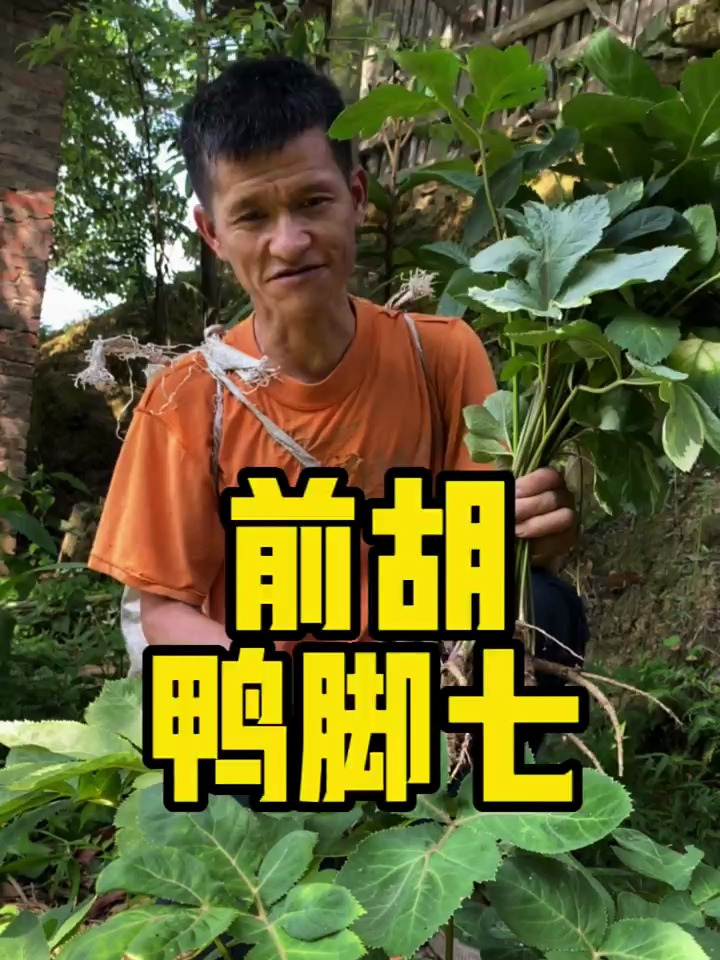 一株常见的草药分享给各位朋友