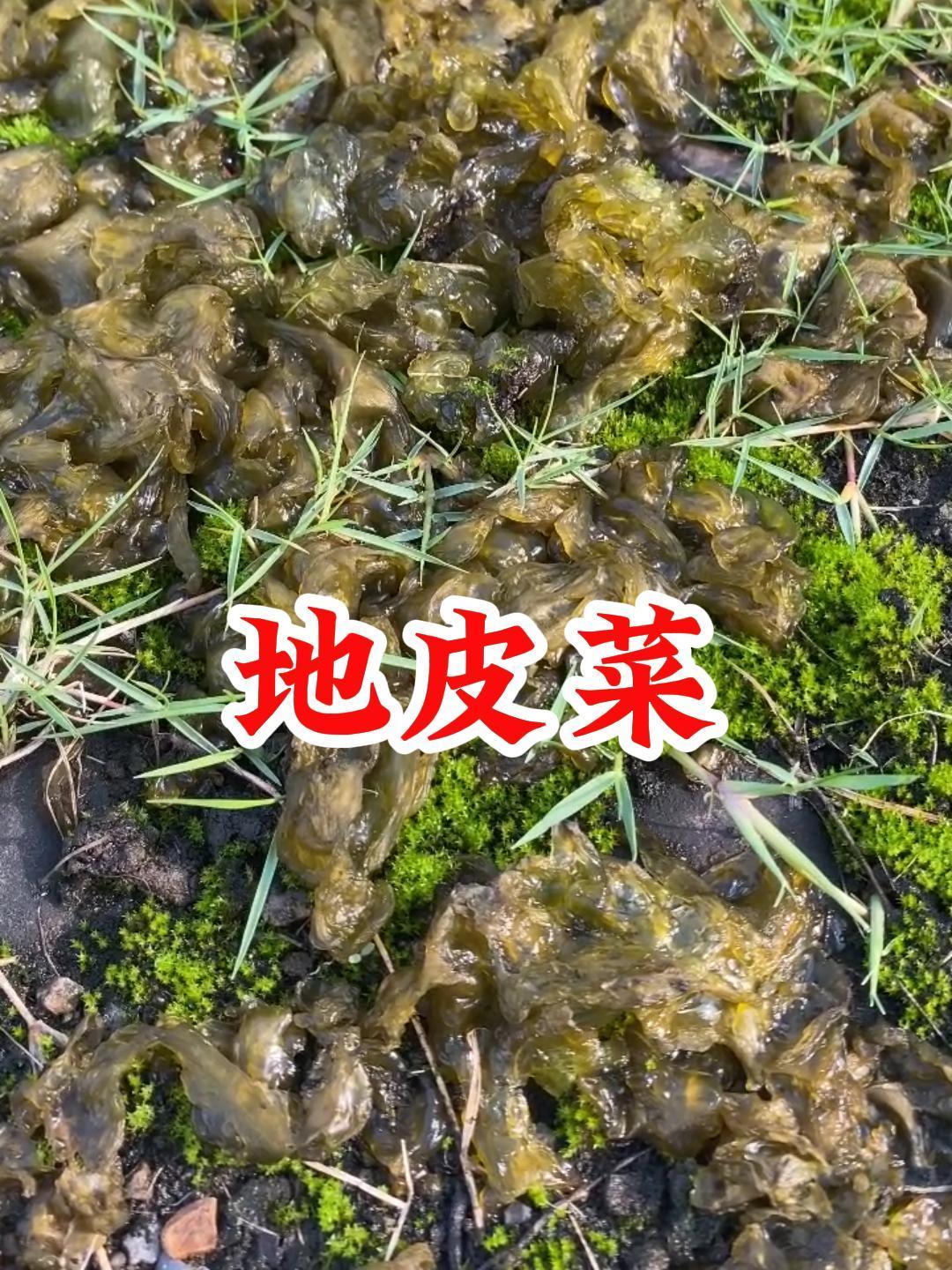 农村常见的几种野菜,你认识吗?