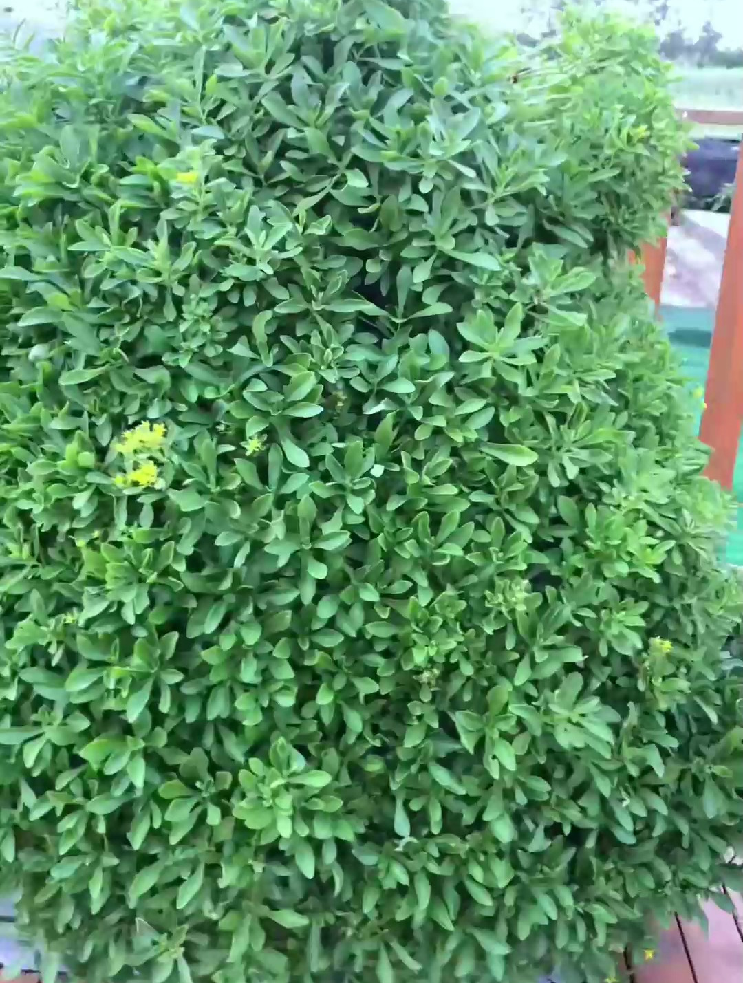 养心菜是一款非常适合懒人种植的品种。种下去可以连续采摘很多年