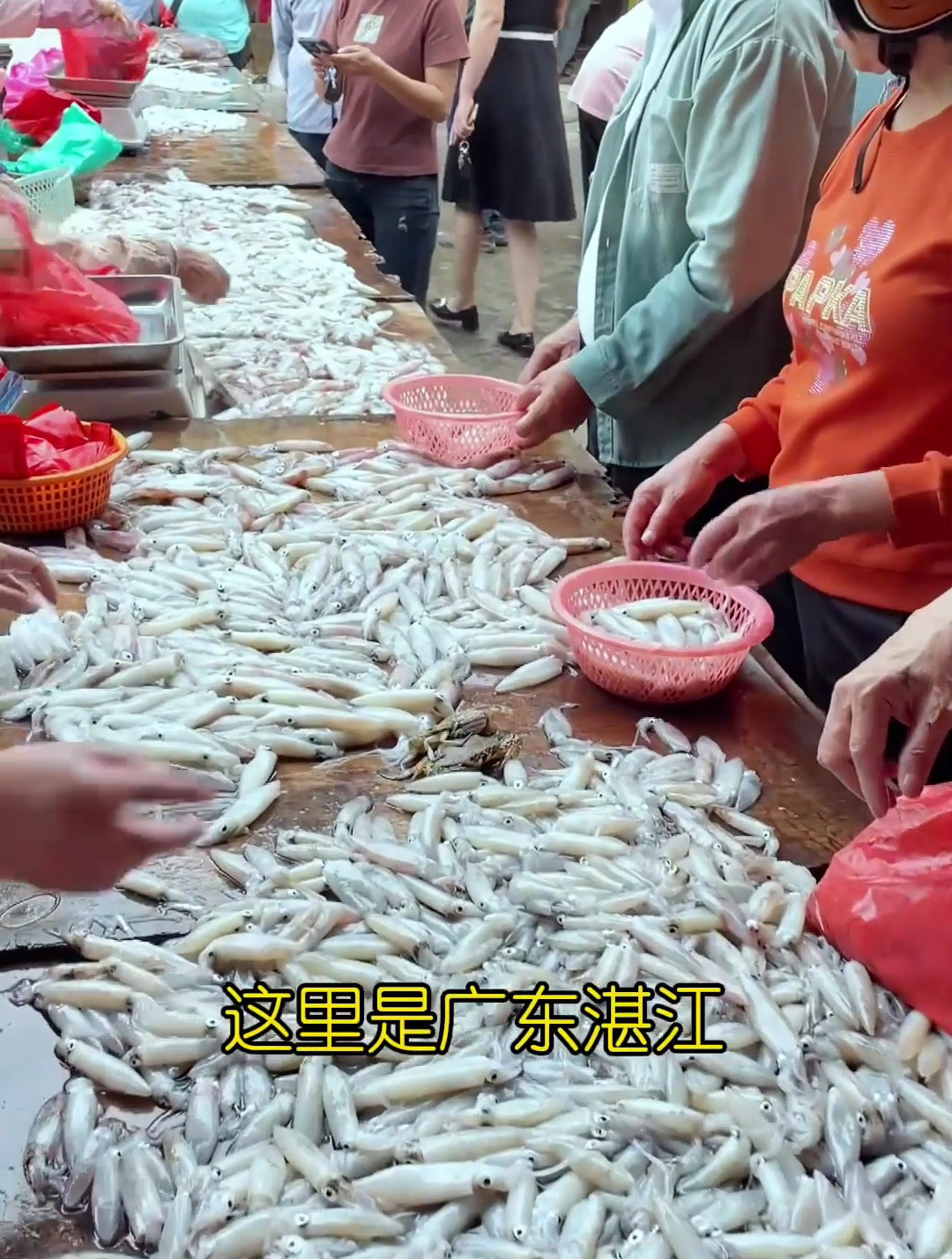 坐标广东湛江遂溪港门海鲜市场,现在是灯光鱿鱼季节