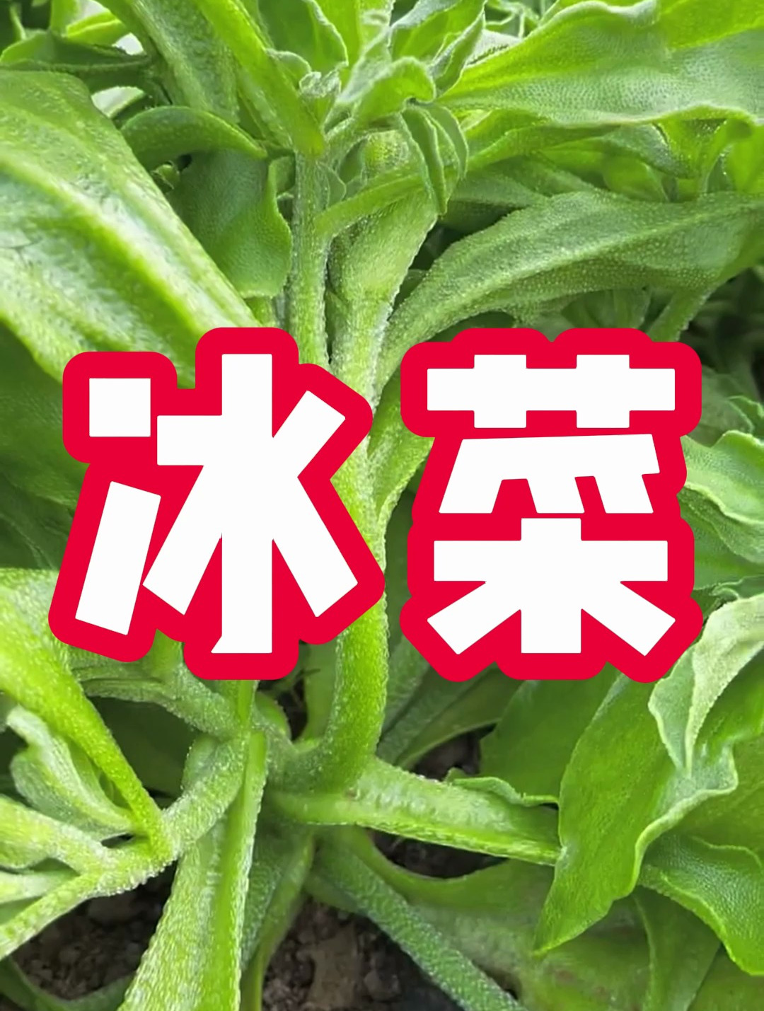 冰菜 冰冰凉凉自带咸味的水晶冰菜