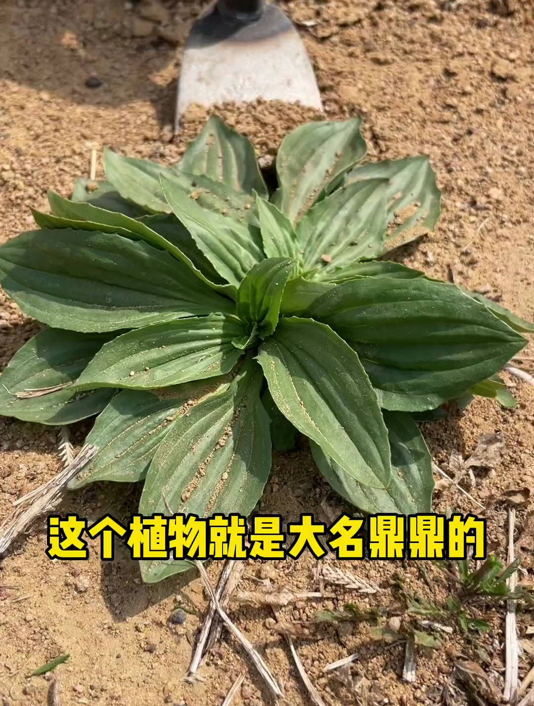 车前草可是一宝,它的价值非常高,你知道它有什么作用吗?