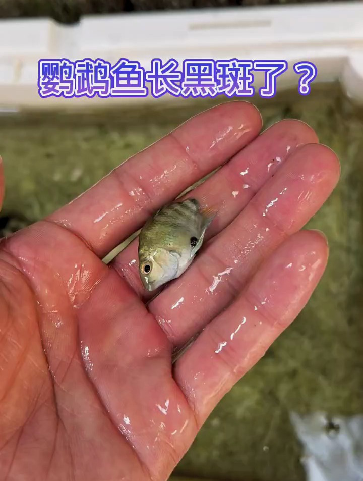 鹦鹉鱼怎么长黑斑了