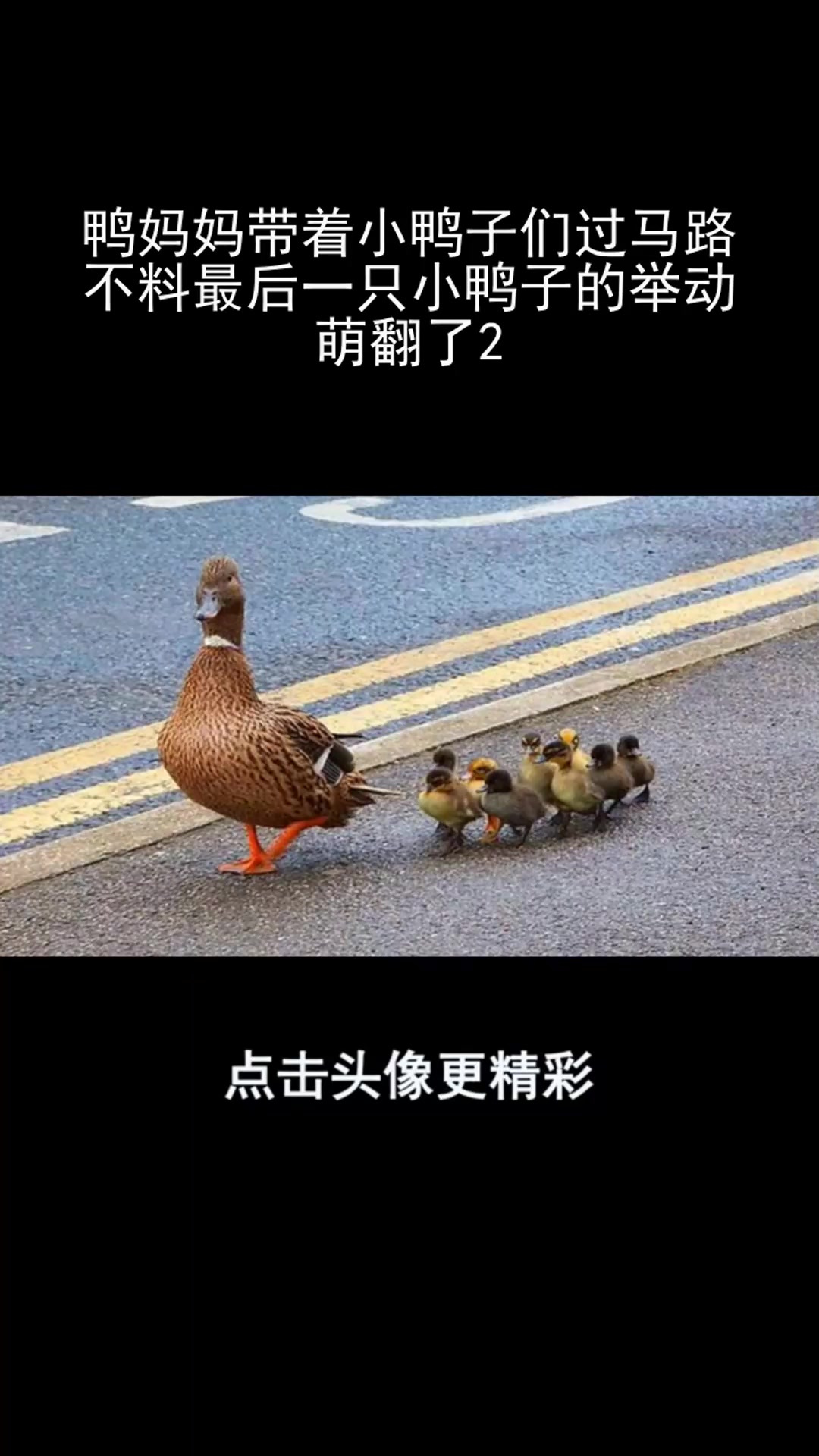 鸭妈妈带着小鸭子们过马路,不料最后一只小鸭子的举动,萌翻了2