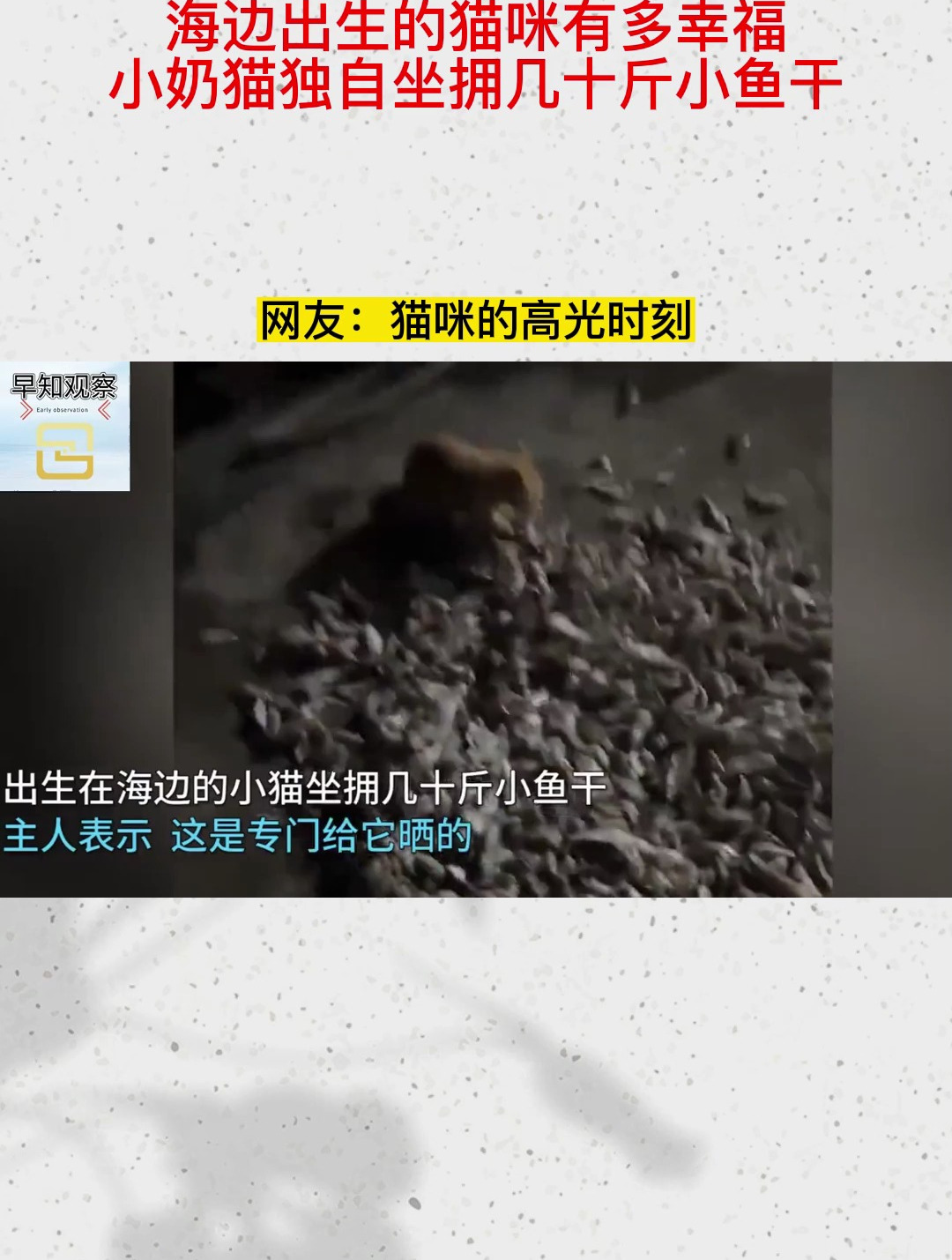 海边出生的猫咪有多幸福,小奶猫独自坐拥几十斤小鱼干
