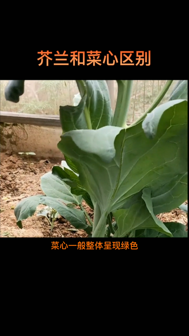 芥兰和菜心区别