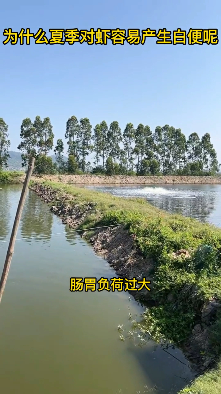 水产养殖中,为什么夏季对虾容易出现白便呢?