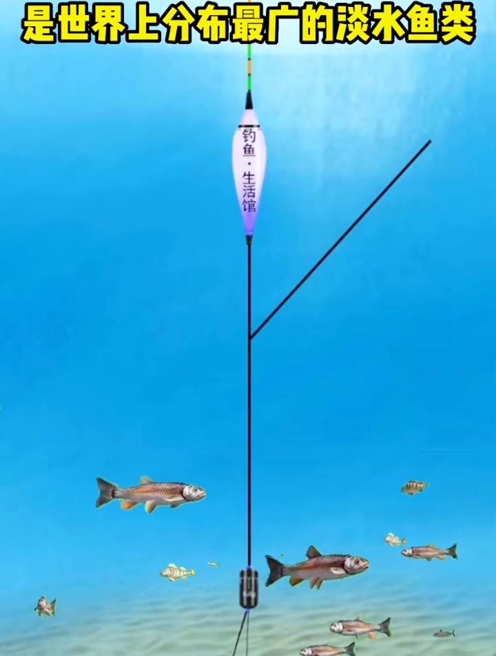 鲤鱼是一种很常见的鱼类,到底鲤鱼生活在什么水层呢?