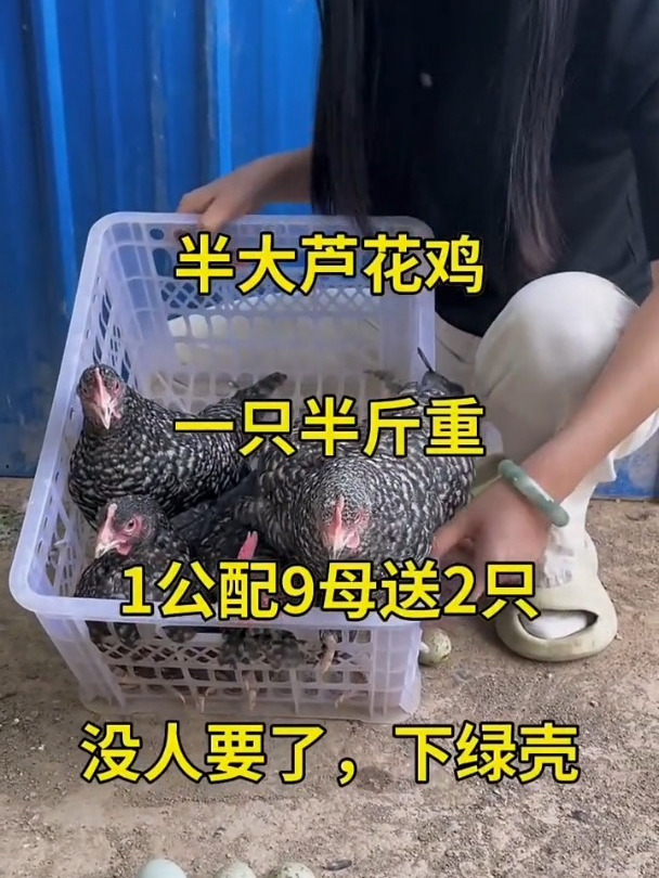 公母都有芦花鸡脱温鸡苗五黑鸡绿壳蛋鸡