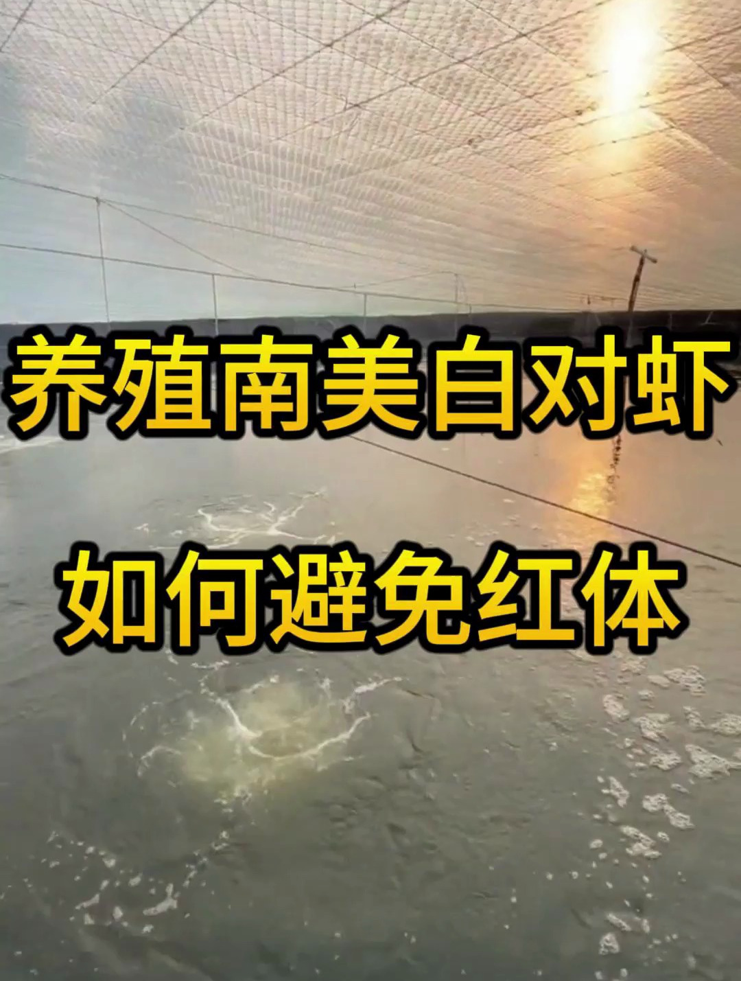 养殖南美白对虾如何避免红体,分享水产养殖技术