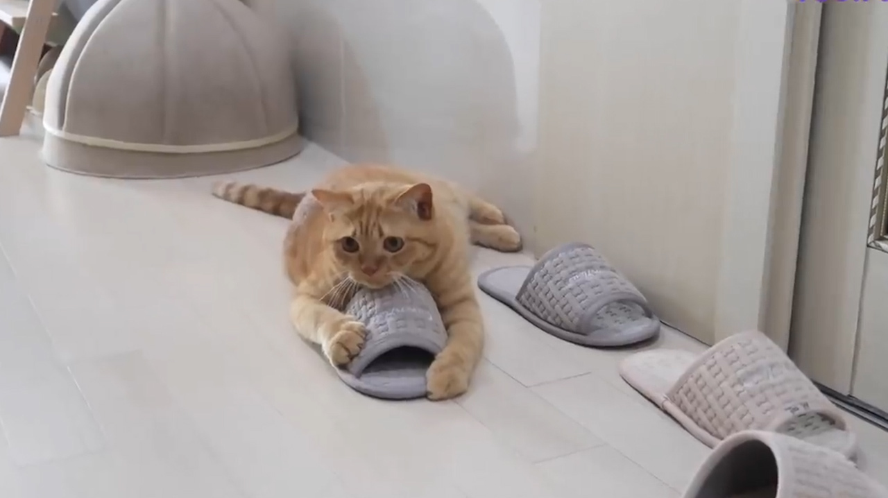 猫咪抱着拖鞋不撒手,给小鱼干都不换,真有那么香?