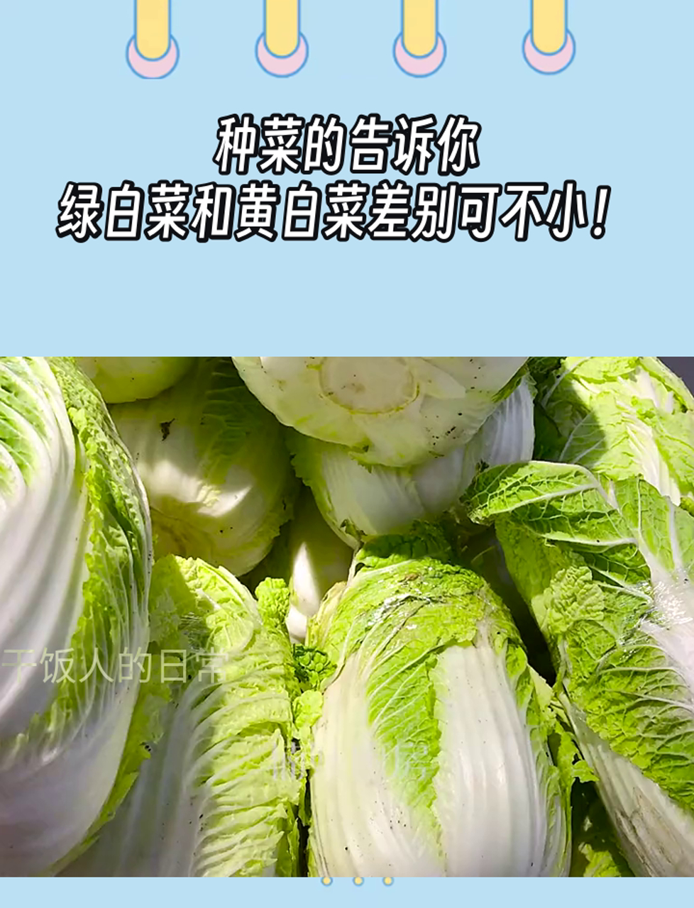 种菜的告诉你,绿白菜和黄白菜差别可不小!