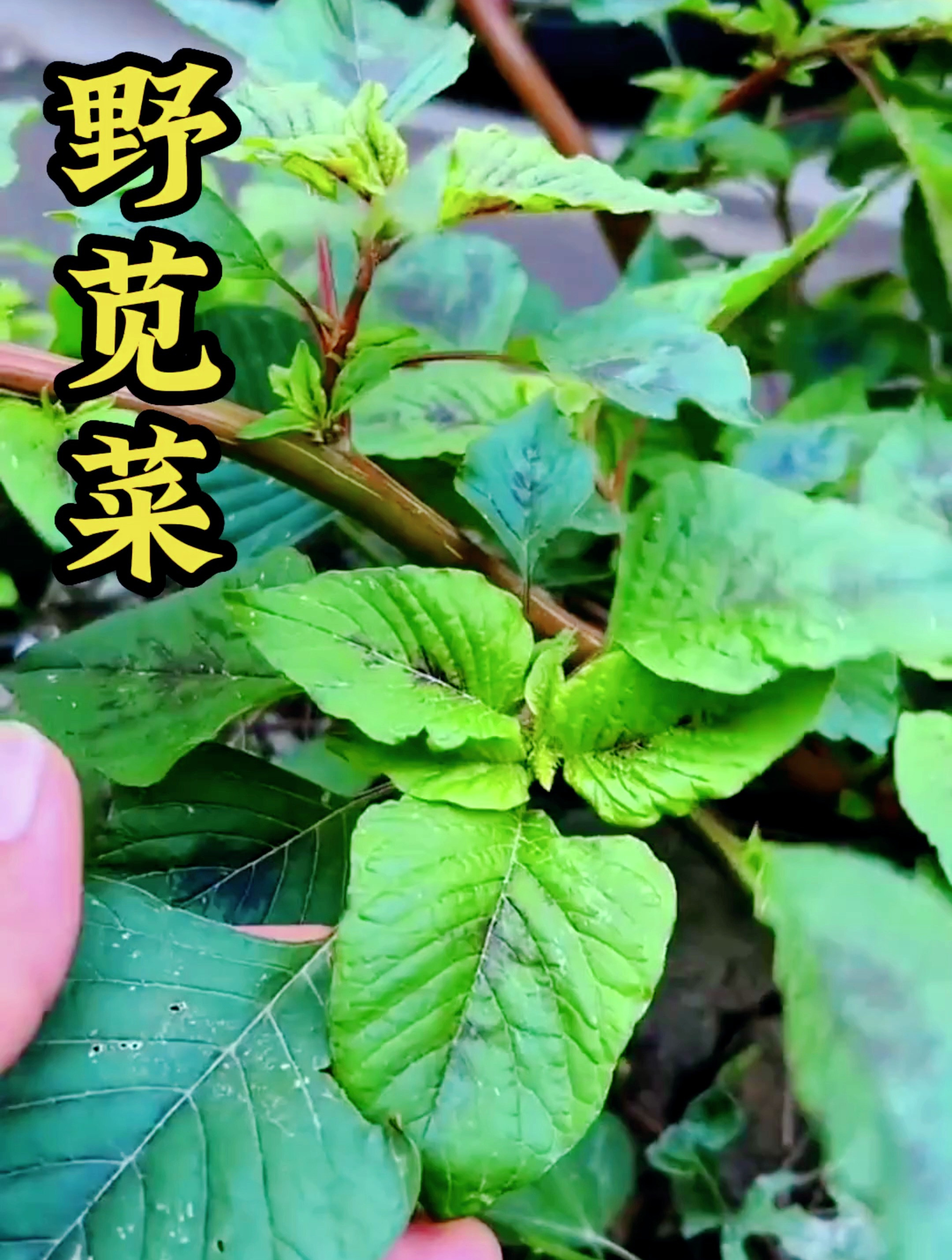 野苋菜真的太好吃了,小时候总吃都不腻
