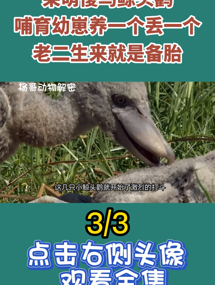 呆萌傻鸟鲸头鹳,哺育幼崽养一个丢一个,老二生来就是备胎3