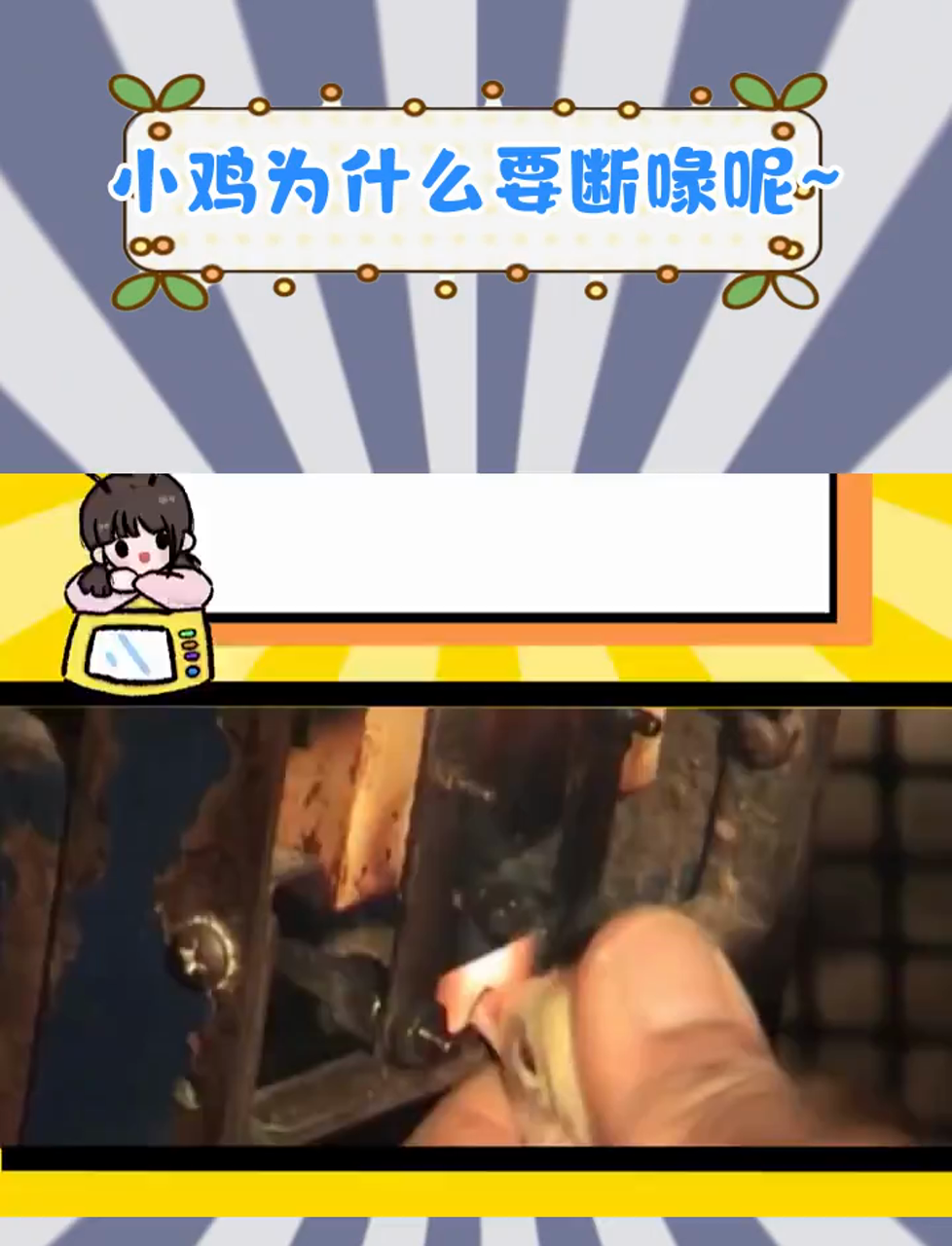 工厂里为什么把小鸡的嘴剪掉
