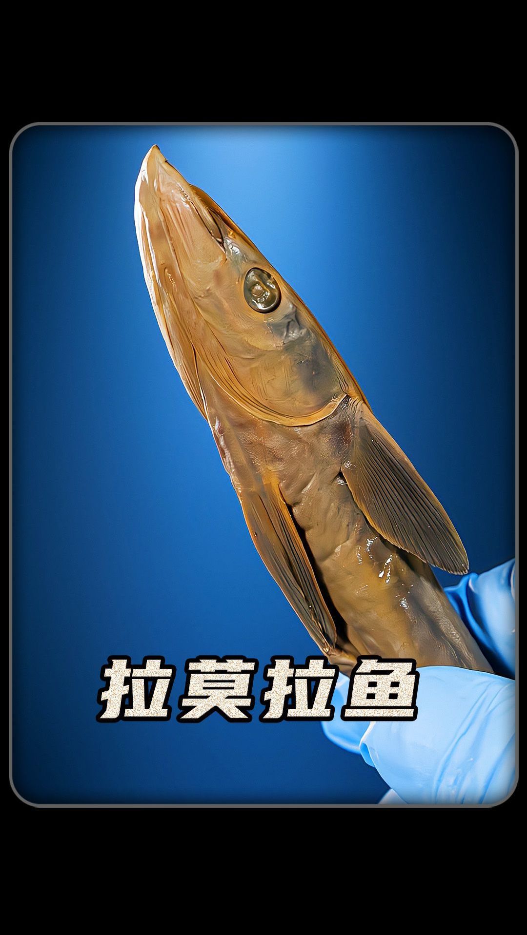 吸在鲸鱼和鲨鱼下面的鱼叫什么?