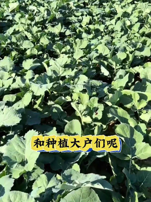 油菜出苗后病害防治,霜霉病,白粉病防治