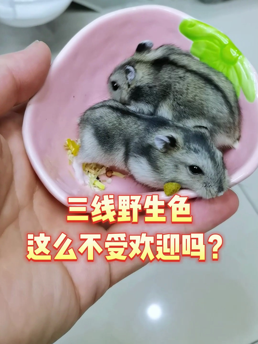 这个颜色的三线这么不受欢迎吗?